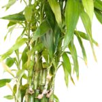The Benefits of Bamboo Plant: Eco-Friendly Powerhouse for Your Home