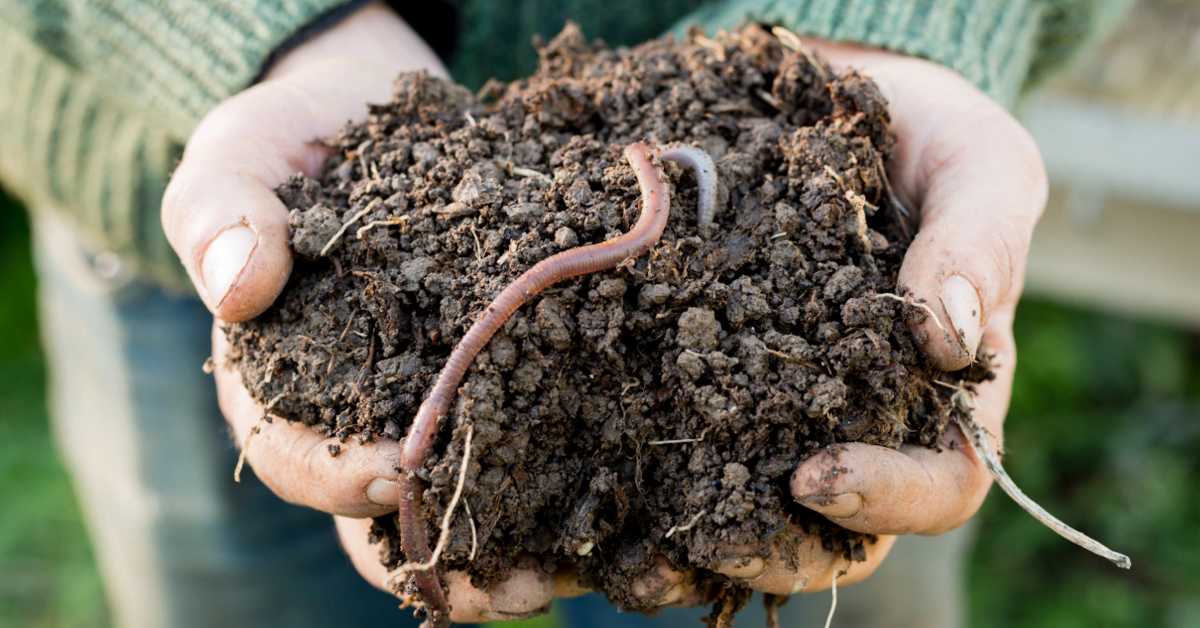 The Benefits of Worm Castings