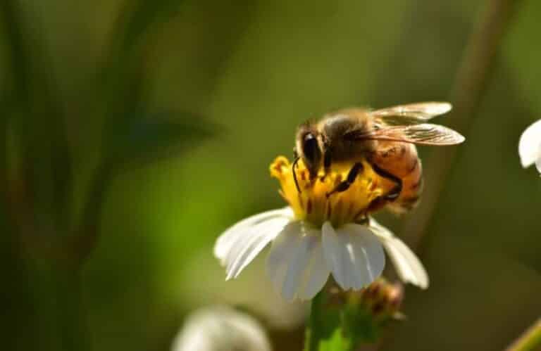 Common Types Of Bees: Bee Identification Guide