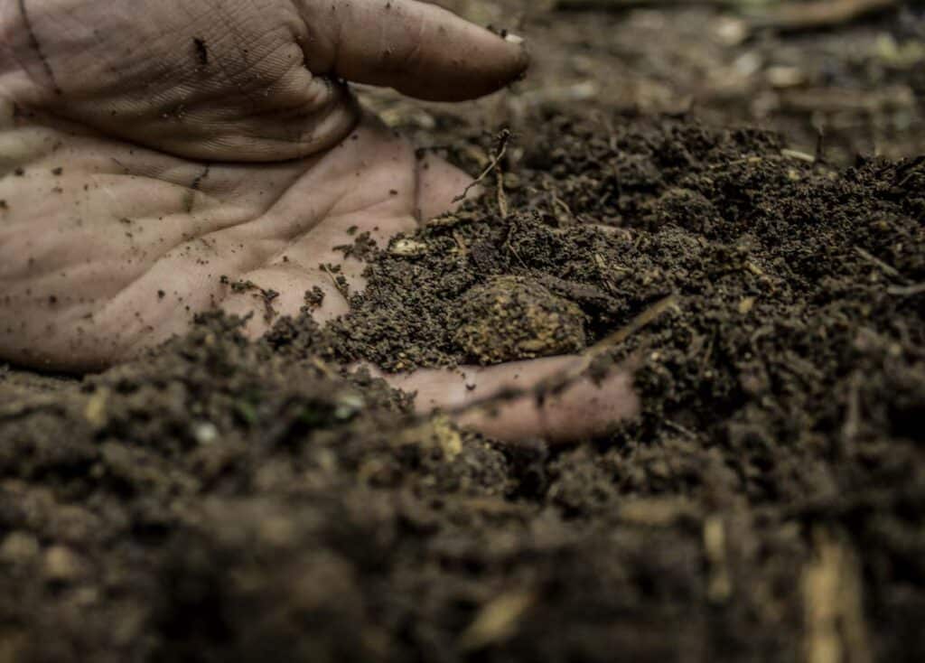Vermicompost: Transforming Waste into Nutrient Rich Gold