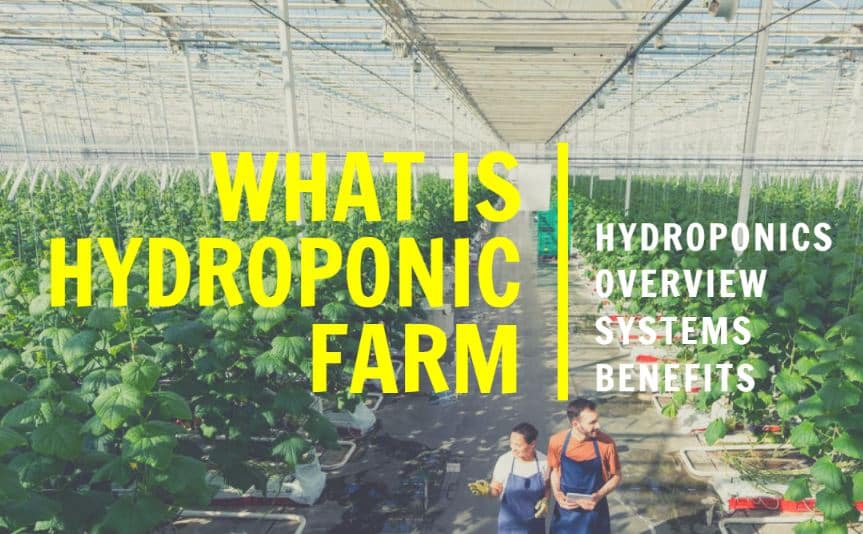 What Is A Hydroponic Farm