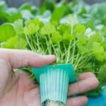 What You Need To Build Hydroponic Farm
