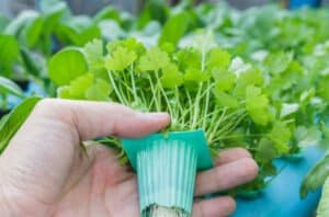 What You Need To Build Hydroponic Farm