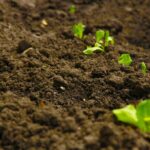 Worm Castings Tea: The Astonishing Benefits for Your Garden