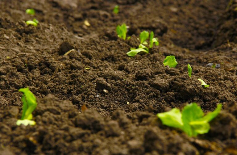 Worm Castings Tea: The Astonishing Benefits for Your Garden