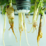 Aeroponic root chamber with visible brown root tips and a misting nozzle with mineral buildup