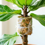 Air Layering a Fiddle Leaf Fig: Step-by-Step Guide for Ficus Lyrata