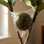 Air Layering Glossary: Every Term You Need to Clone a Woody Houseplant