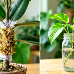 Air Layering vs Water Propagation: Which Method Works for Your Plant Stem