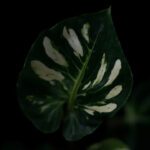 Alocasia amazonica with deep green arrowhead leaves and distinctive white veining