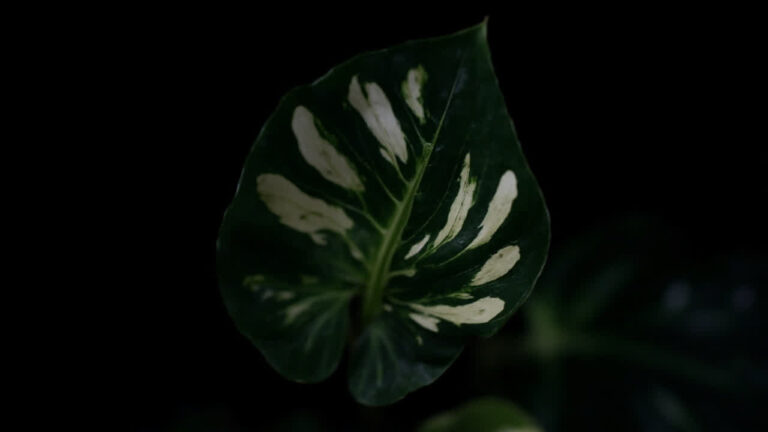 Alocasia amazonica with deep green arrowhead leaves and distinctive white veining