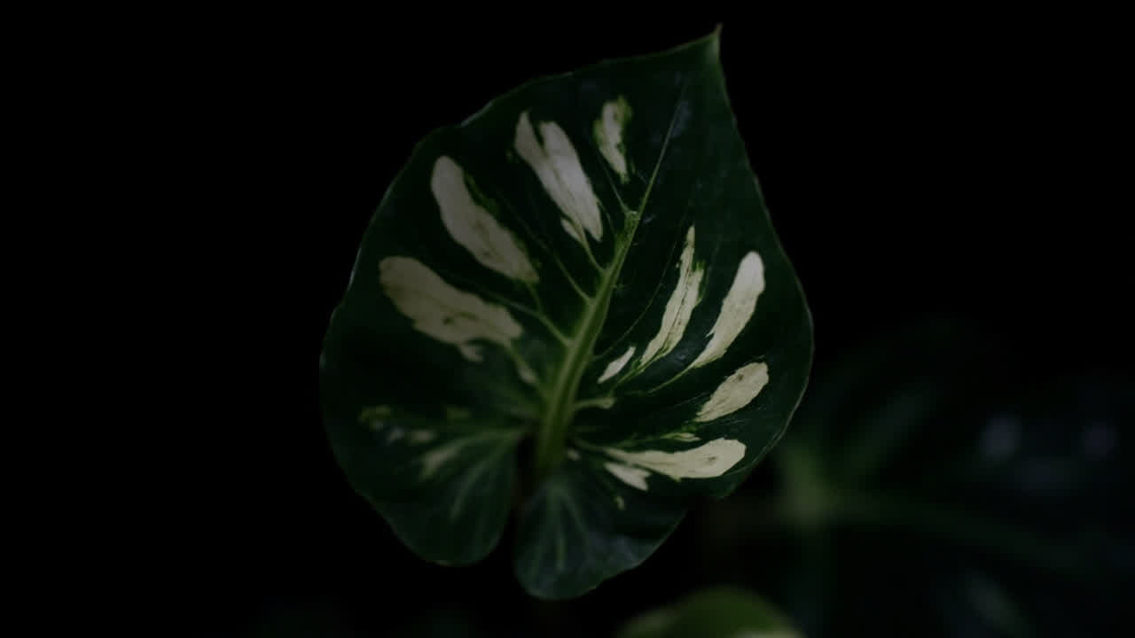Alocasia amazonica with deep green arrowhead leaves and distinctive white veining