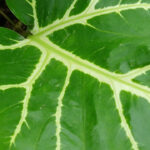 Green Alocasia leaf with white veins beside fertilizer bottle