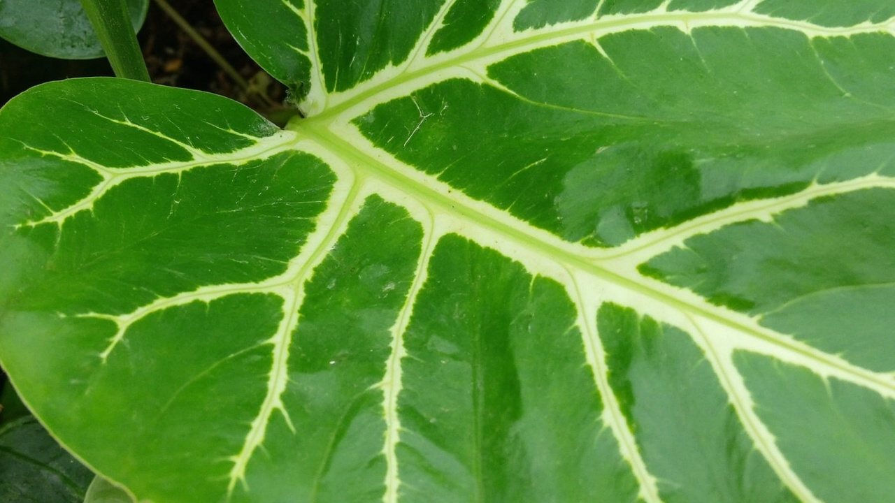 Green Alocasia leaf with white veins beside fertilizer bottle