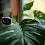 A healthy Alocasia Polly with broad green leaves in a terracotta pot on a wooden shelf beside a small digital hygrometer, soft morning light, a few water droplets on the leaves.