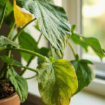 Alocasia plant with one dropped older leaf and firm remaining foliage in a pot near bright window light.