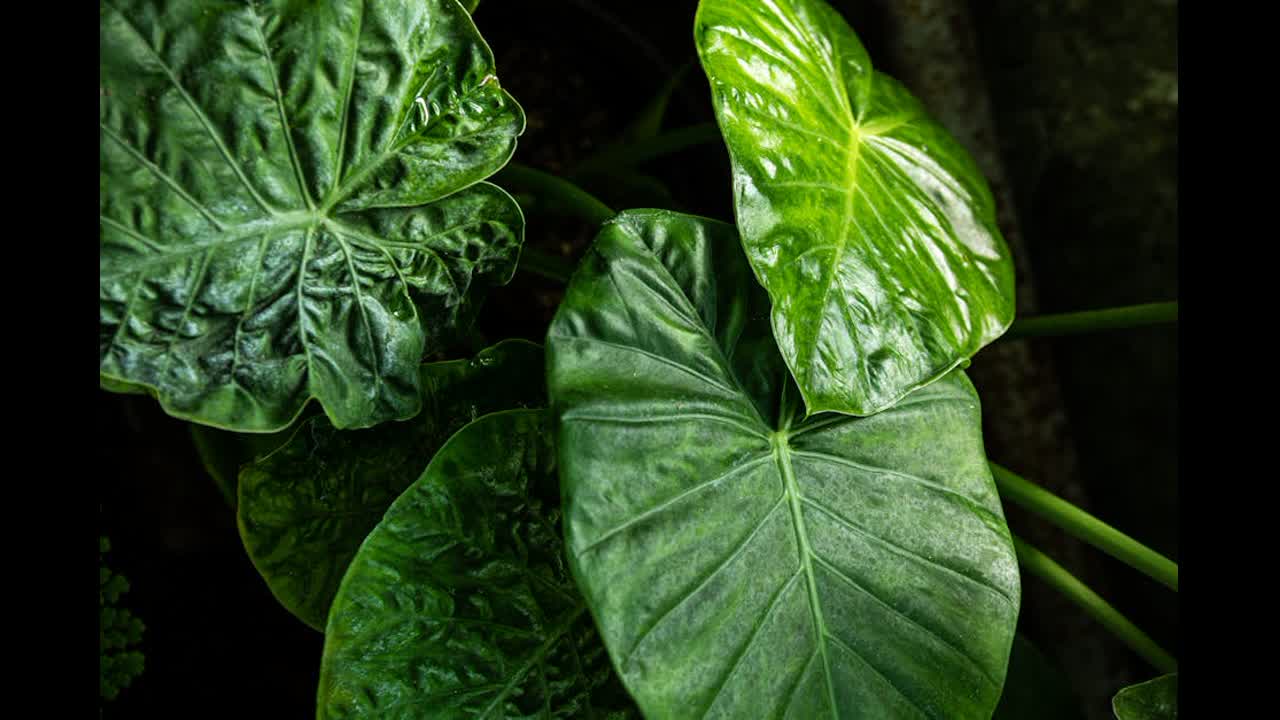 Editorial indoor plant photography for houseplant care article