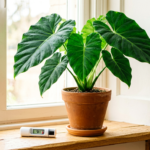 Alocasia Plant Care: Light, Water, Humidity, and Common Problems