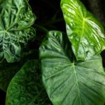 Editorial indoor plant photography for houseplant care article