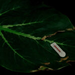 Alocasia leaf with brown crispy edges showing cold damage