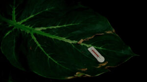 Alocasia leaf with brown crispy edges showing cold damage