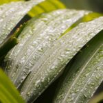 Editorial indoor plant photography for houseplant care article