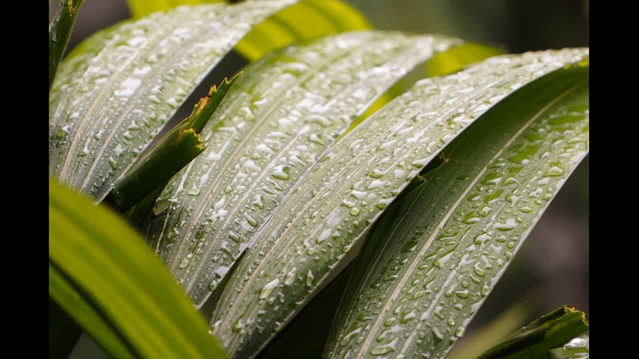 Editorial indoor plant photography for houseplant care article