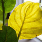 Alocasia plant with one yellowing older leaf and healthy green leaves for diagnosis.