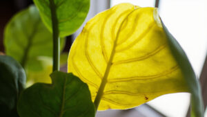 Alocasia plant with one yellowing older leaf and healthy green leaves for diagnosis.