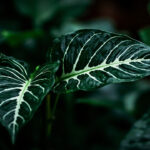 Editorial indoor plant photography for houseplant care article