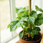 Angel Wing Begonia Care: How to Grow Polka Dot Begonias Indoors