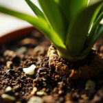 ZZ Plant Soil Requirements: The Mix That Actually Works