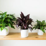 ZZ Plant Varieties Guide: From Classic Green to Rare Raven