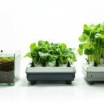 Aquaponics vs Hydroponics — Which System Wins for Your Space and Goals