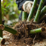 Bamboo Propagation Guide: Division, Rhizomes, and Why Cuttings Fail
