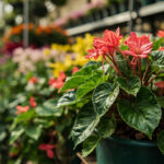 Different begonia types compared for indoor growing conditions