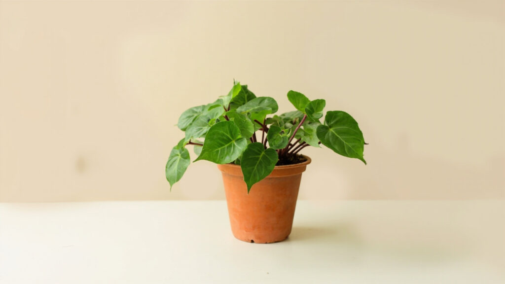 Beginner-friendly begonia growing in bright indoor light