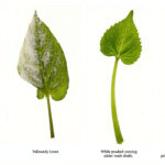 Begonia Problems: Why Is My Begonia Dying? Common Issues and What to Do