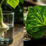 Begonia Propagation: How to Propagate Begonias from Stem and Leaf Cuttings