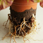 Begonia Root Rot: How to Catch It Early and Save Your Plant
