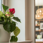 Begonia plant kept away from pets in an indoor room