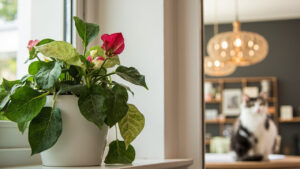 Begonia plant kept away from pets in an indoor room