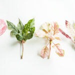 Begonia Types and Varieties: Which One Fits Your Home