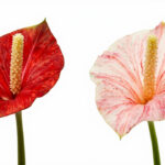 Begonia and anthurium foliage compared side by side indoors