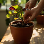 Begonia Watering Guide: When and How to Water Begonias