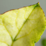 Why Begonia Leaves Turn Yellow: Causes and How to Fix It