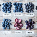 Comparison of seven high-yield blueberry varieties for home gardens including Duke, Pink Lemonade, Sunshine Blue, and more