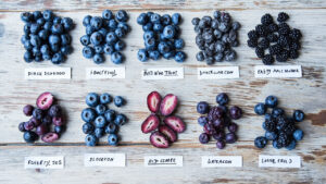 Comparison of seven high-yield blueberry varieties for home gardens including Duke, Pink Lemonade, Sunshine Blue, and more