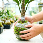 Best Plants for Air Layering: 12 Houseplants That Root Reliably (Woody Stems First)