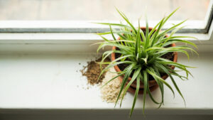 Educational editorial photo for spider plant care article